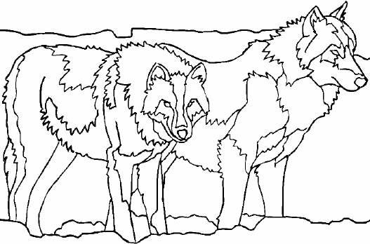 coloriage couple de loups